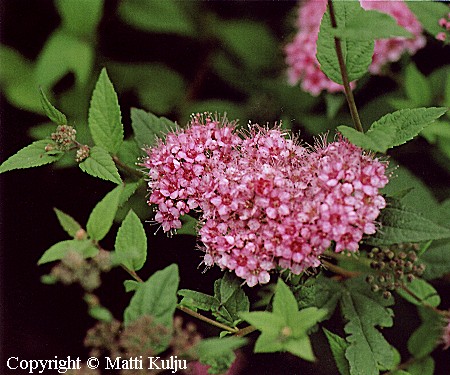 Spiraea japonica 'Marjatta' tummakeijuangervo
